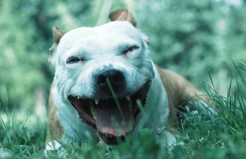 Tosse nem sempre é gripe: fique atento às cardiopatias em cães e gatos