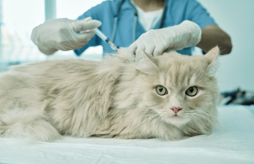 Vacinação em dia: por que manter ...