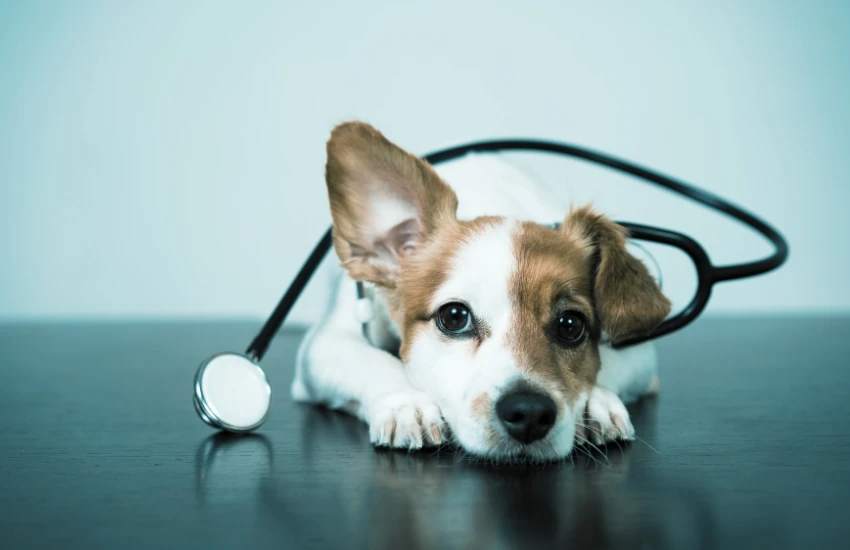 Como identificar dor nos animais: sinais ...