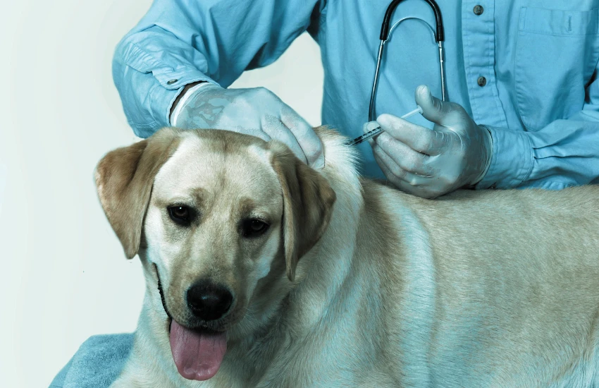 Vacina V10 para cães: entenda sua ...