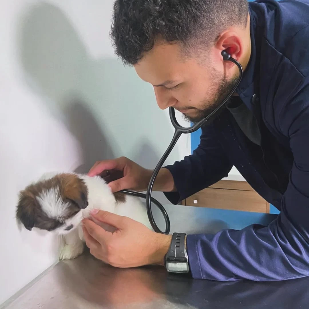 Vacina V10 para cães: entenda sua ...