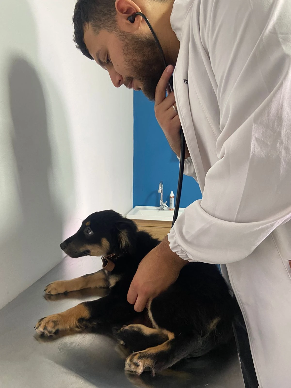 Como identificar dor nos animais: sinais sutis que tutores costumam ignorar