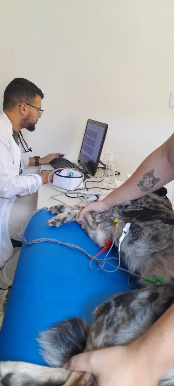 A importância do eletrocardiograma em cães ...