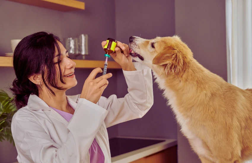 Consulta clínica veterinária