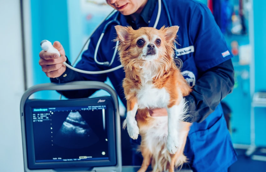 Ultrassonografia e exames de imagem