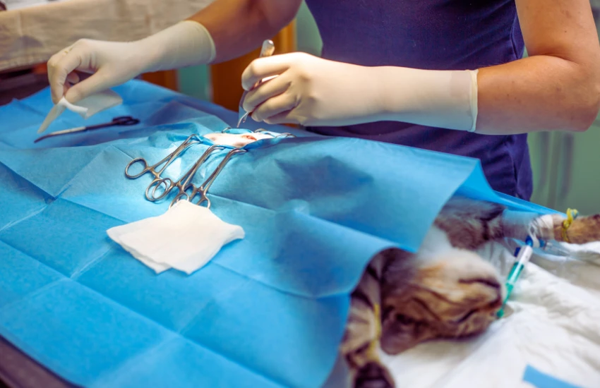 Castração de cães e gatos